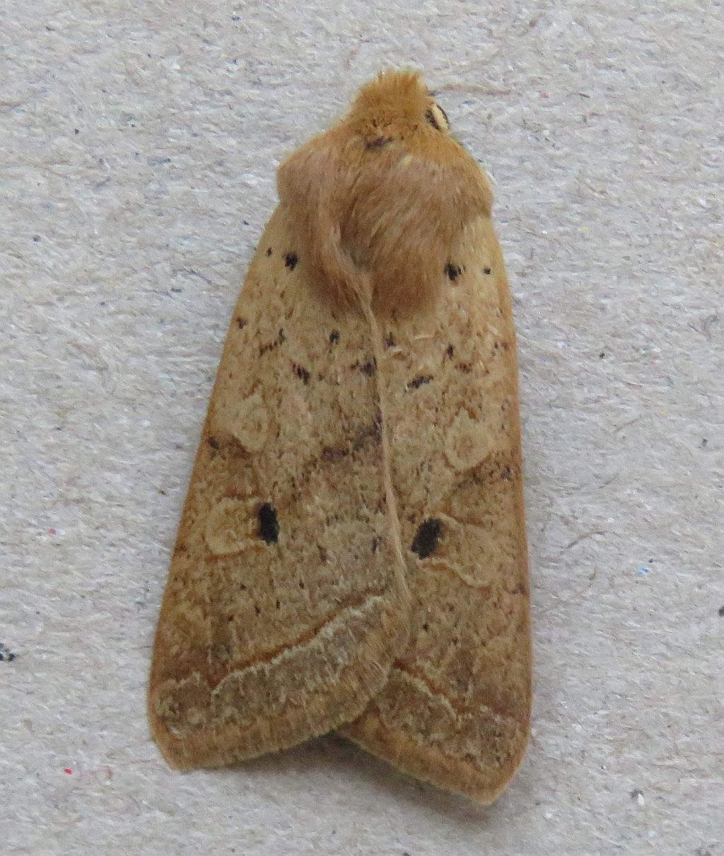  Yellow-line Quaker 